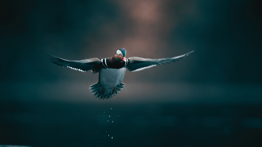 Udforsk Glæden ved Fuglejagt: Indsigt i fuglejagt
